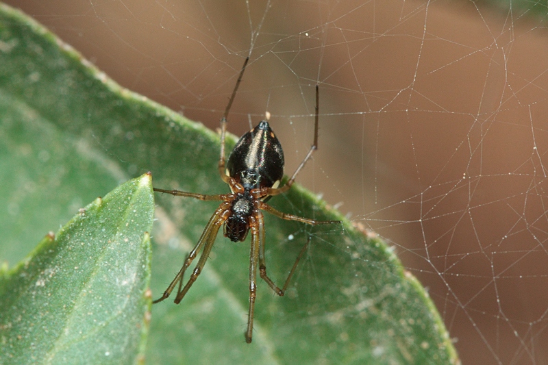 Linyphiidae - Malta